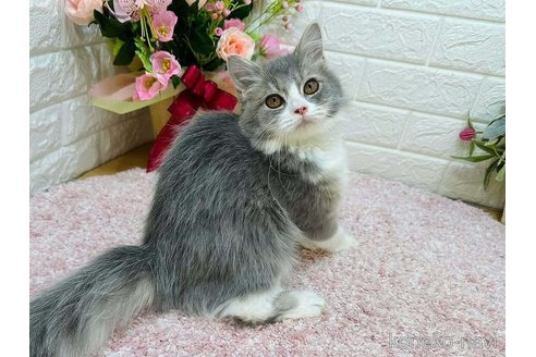 成約済の東京都のラガマフィン-113629の2枚目
